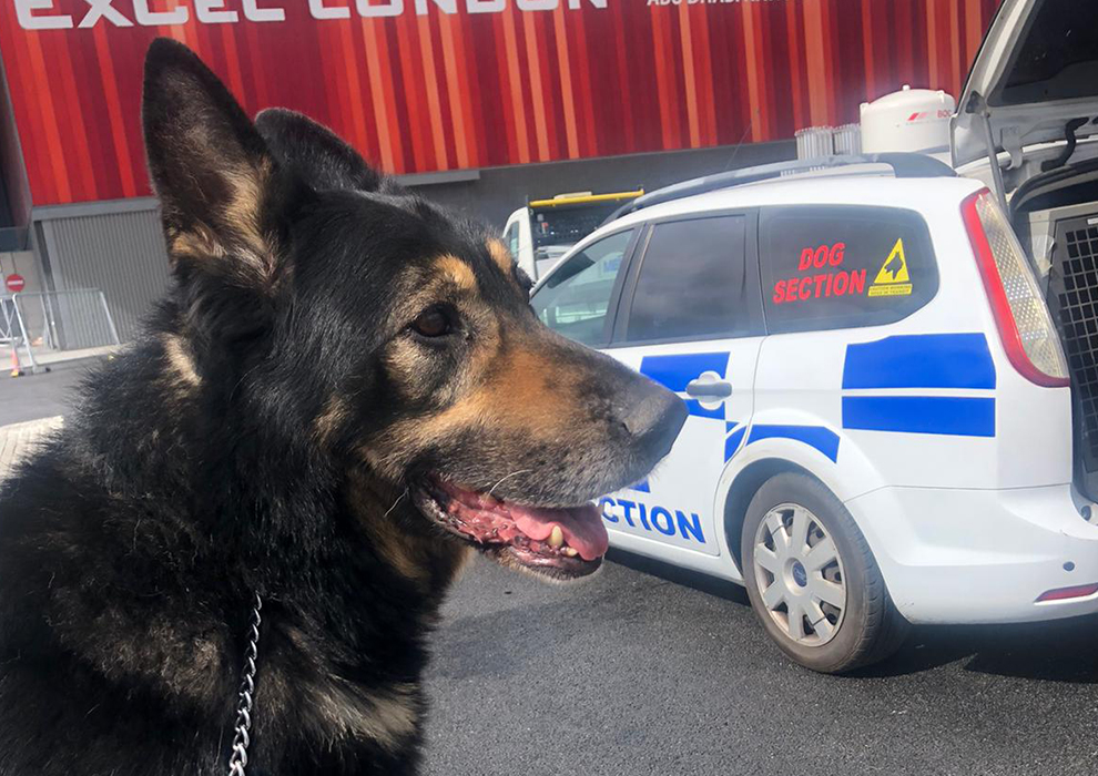 building site dog patrol security kent